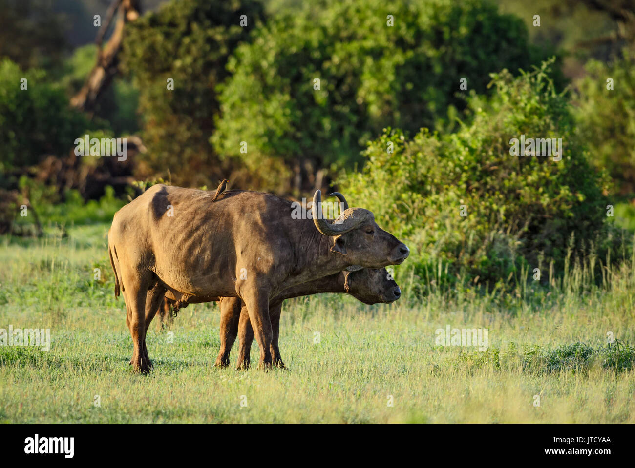 Afrikanische Büffel - Syncerus caffer, Kenia, Afrika Stockfoto