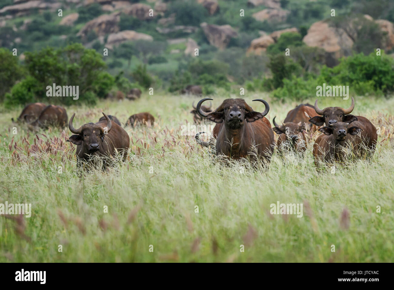 Afrikanische Büffel - Syncerus caffer, Kenia, Afrika Stockfoto