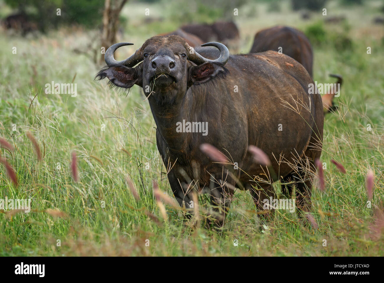 Afrikanische Büffel - Syncerus caffer, Kenia, Afrika Stockfoto