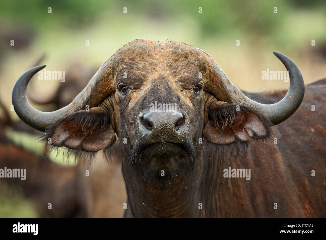 Afrikanische Büffel - Syncerus caffer, Kenia, Afrika Stockfoto