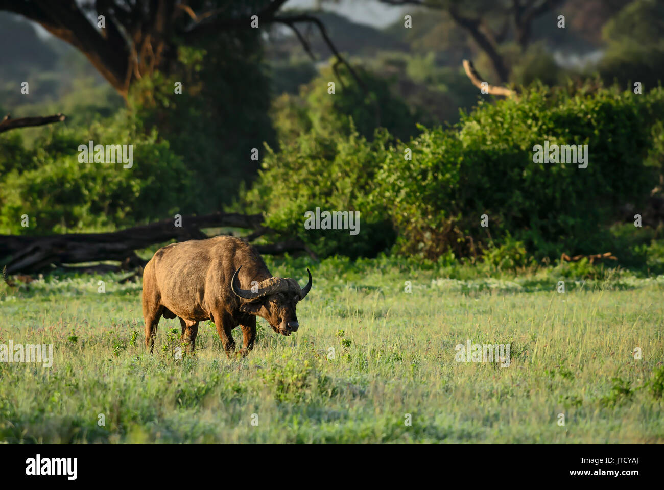 Afrikanische Büffel - Syncerus caffer, Kenia, Afrika Stockfoto