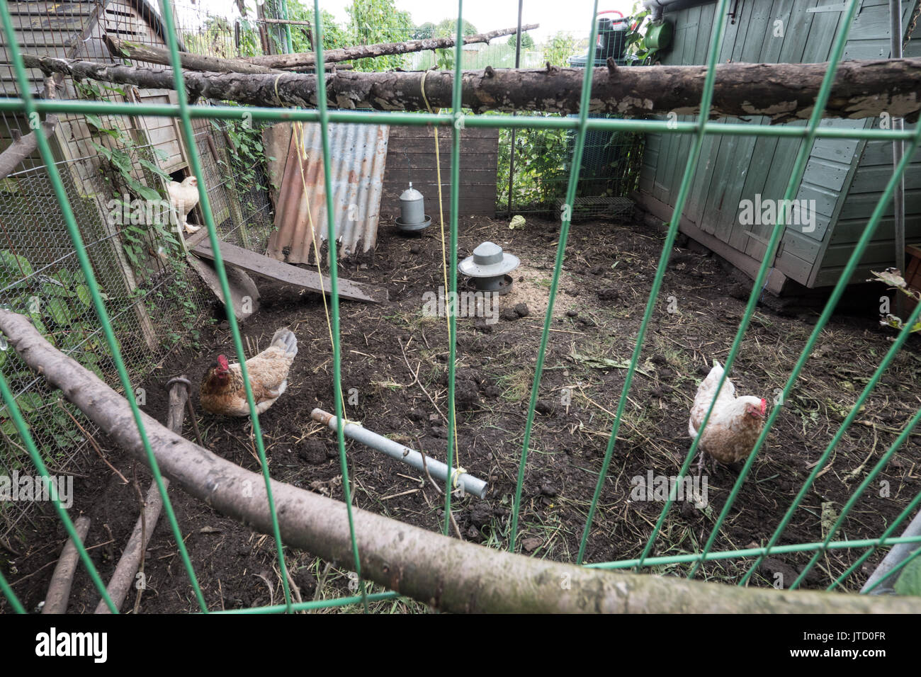 Hühner in der freien Pen, England. Vereinigtes Königreich. Stockfoto