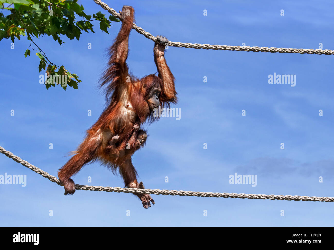 Sumatra Orang-Utan/Orang utang (Pongo abelii) Frau mit Baby auf ihrem Bauch klammert Verfahren auf Seilen in Zoo, beheimatet in Sumatra Stockfoto