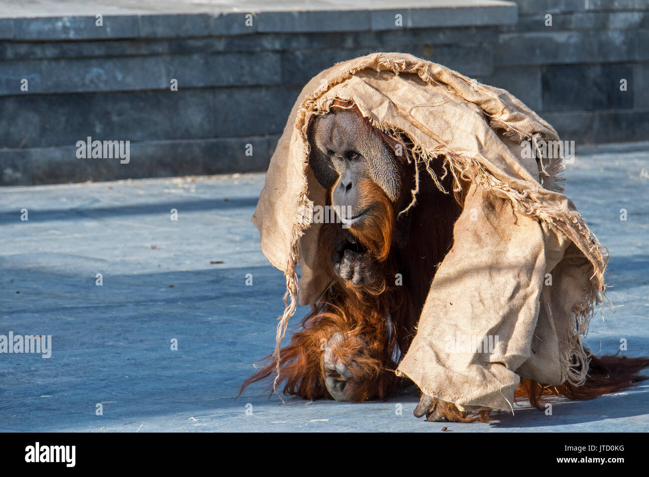 Sumatra Orang-Utan/Orang utang (Pongo abelii) männliche Spazieren in Tuch in Zoo gewickelt, native auf der indonesischen Insel Sumatra Stockfoto
