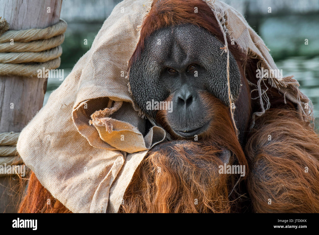 Sumatra Orang-Utan/Orang utang (Pongo abelii) männlich in Tuch in Zoo zeigt große Wange Klappen, beheimatet in Sumatra gewickelt Stockfoto