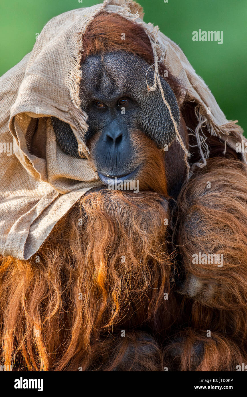 Sumatra Orang-Utan/Orang utang (Pongo abelii) männlich in Tuch in Zoo zeigt große Wange Klappen, beheimatet in Sumatra gewickelt Stockfoto