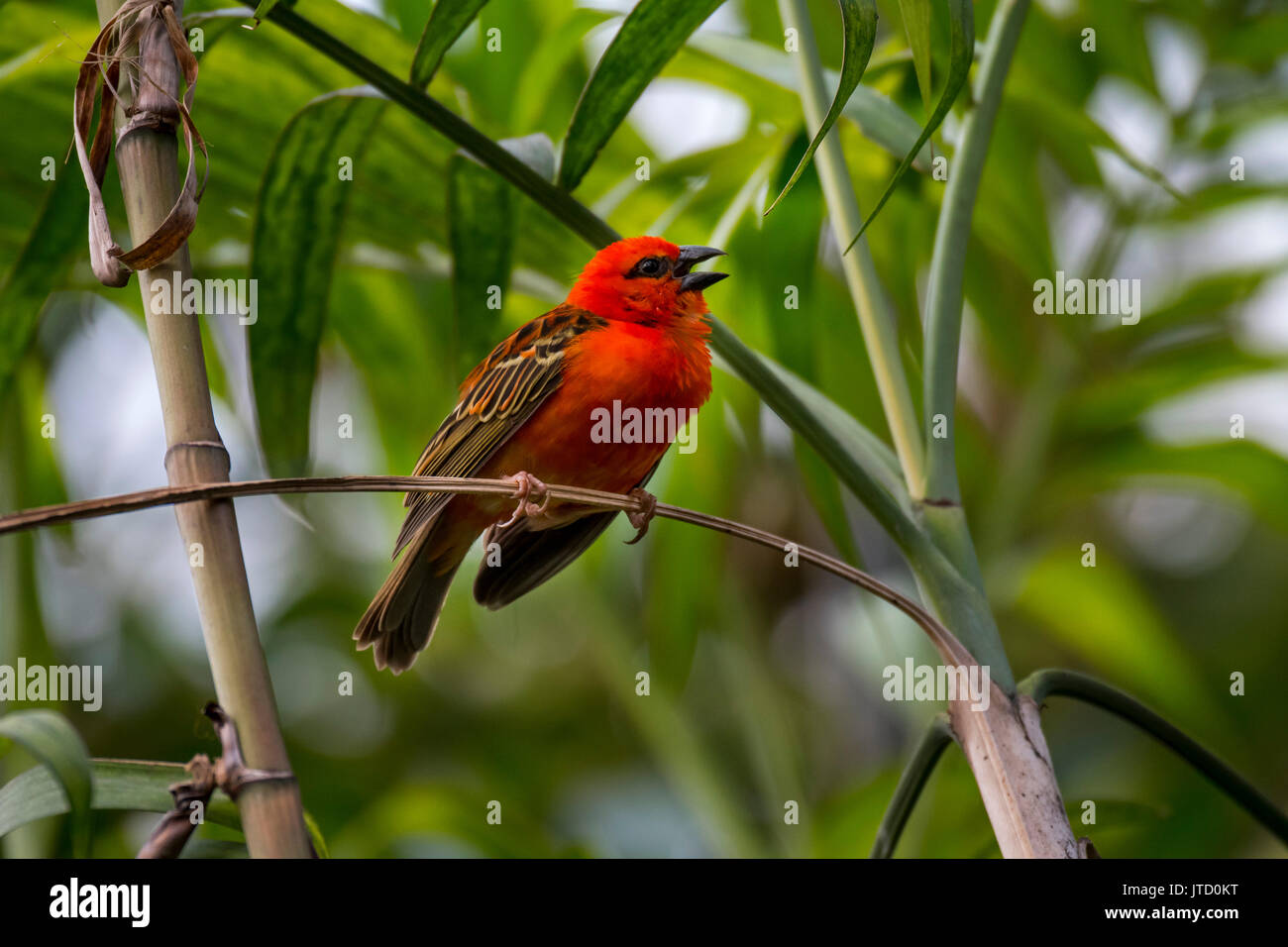 Madagaskar fody oder rotes fody foudia madagascariensis Fotos und