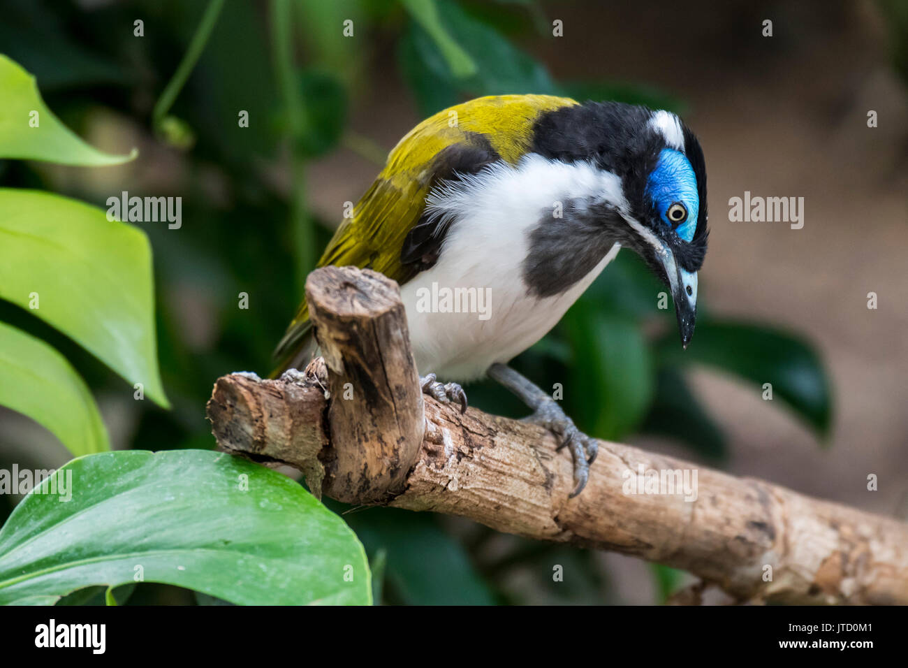 Blue-faced honeyeater/bananabird (Entomyzon cyanotis), in Australien und im südlichen New Guinea Stockfoto