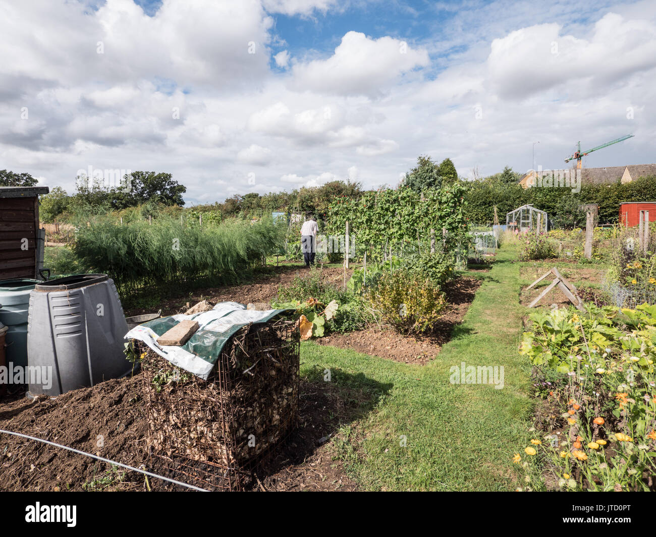 Ein Gemüse Schrebergarten, England. Vereinigtes Königreich. Stockfoto