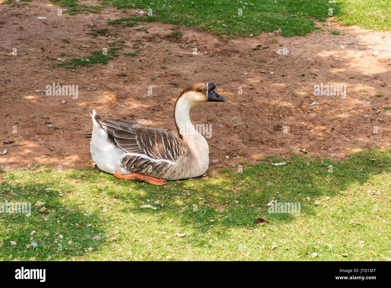 Eine chinesische Goose, Anser cygnoides, absteigend vom Swan Gänse, die in den Schatten in Oklahoma City, Oklahoma, USA liegen. Stockfoto