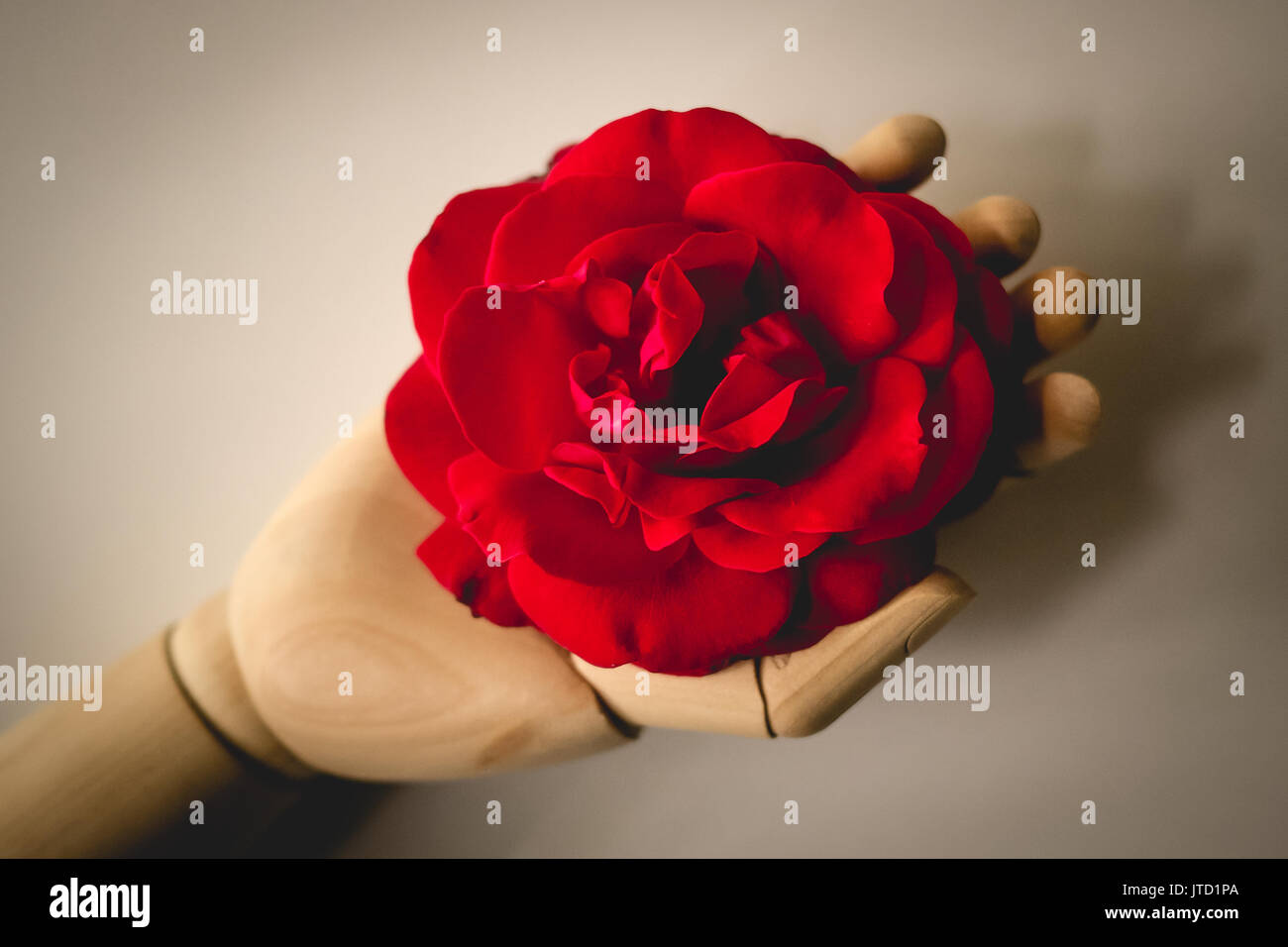 Jahrgang suche Bild eines hölzernen Modell Hand eine rote Rose. Stockfoto