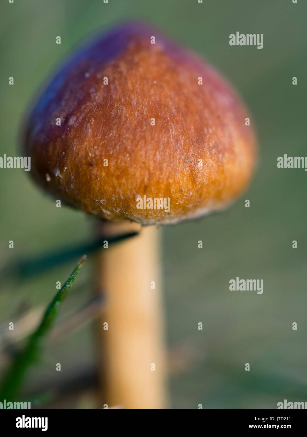 SUSSEX, ENGLAND Makro Blick auf einen Fliegenpilz in Ashdown Forest. Stockfoto