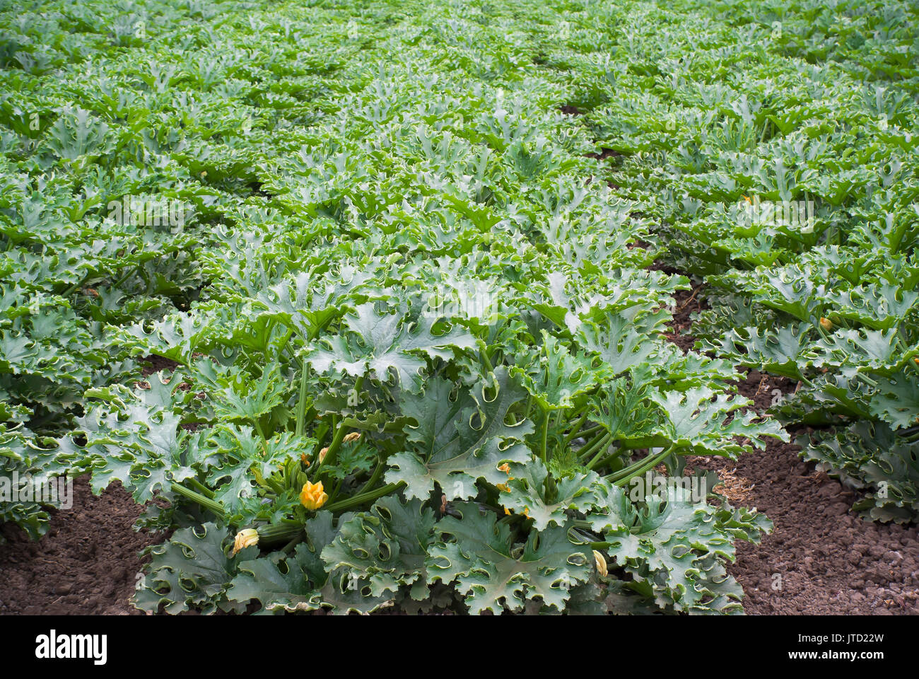 Sommer Squash in Feld Stockfoto