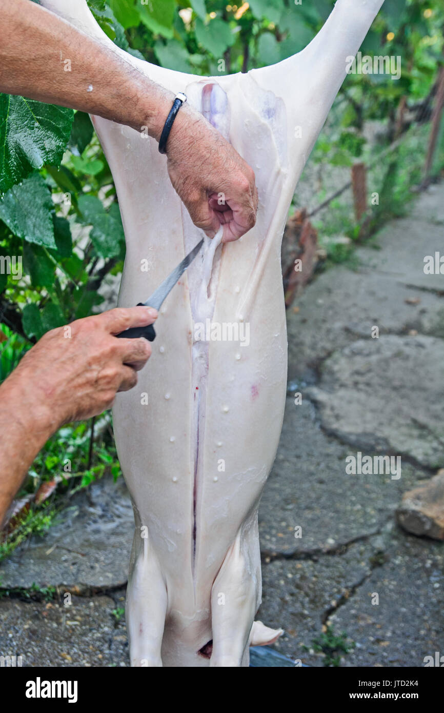 Bearbeitung von einem geschlachteten Schwein, die für den Verkauf vorbereitet wird. Stockfoto