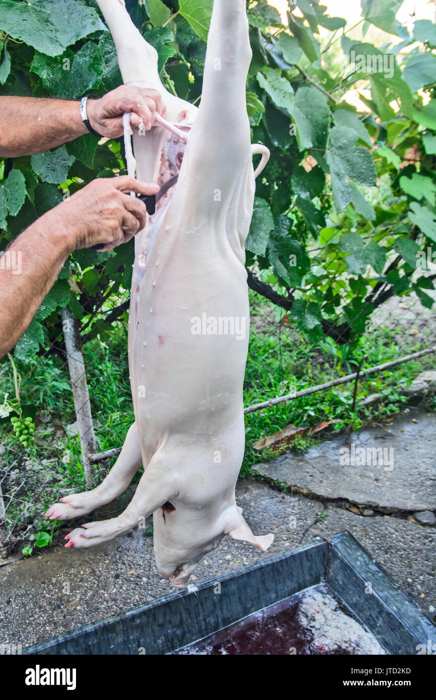 Bearbeitung von einem geschlachteten Schwein, die für den Verkauf vorbereitet wird. Stockfoto