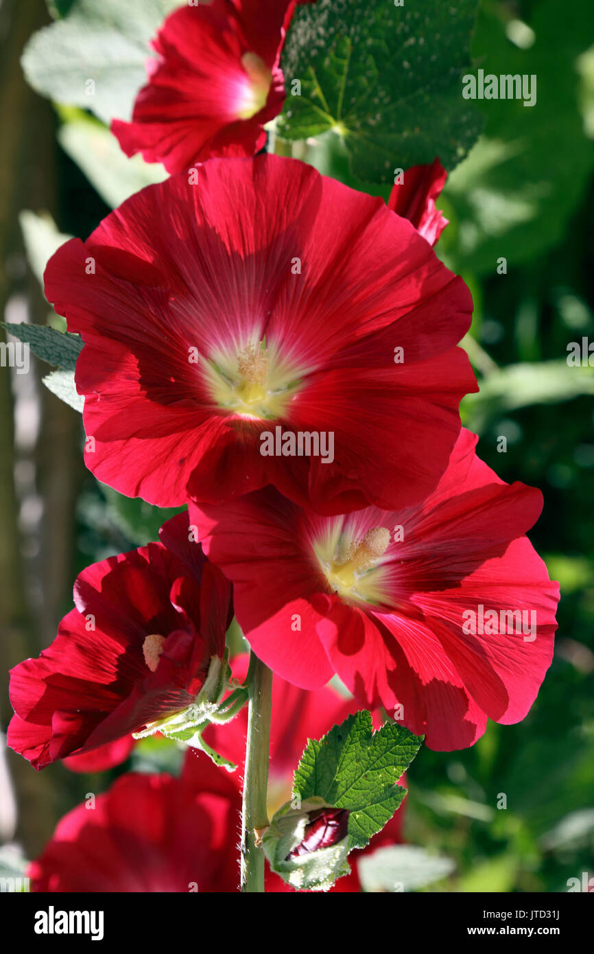 Rote Stockrosen im Garten Surrey, England Stockfoto