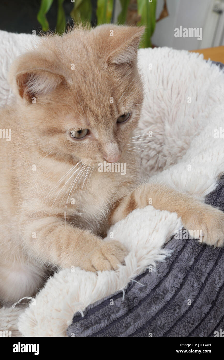 9 Woche alt, männlich ginger Kitten mit Fleece gefütterte Bed Stockfoto
