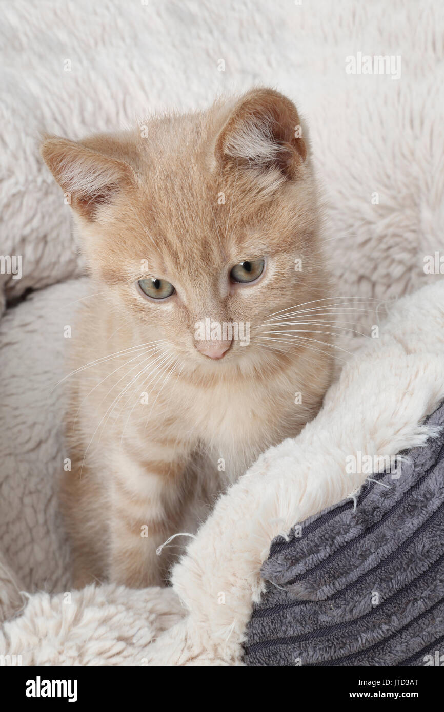 9 Woche alt, männlich ginger Kitten mit Fleece gefütterte Bed Stockfoto