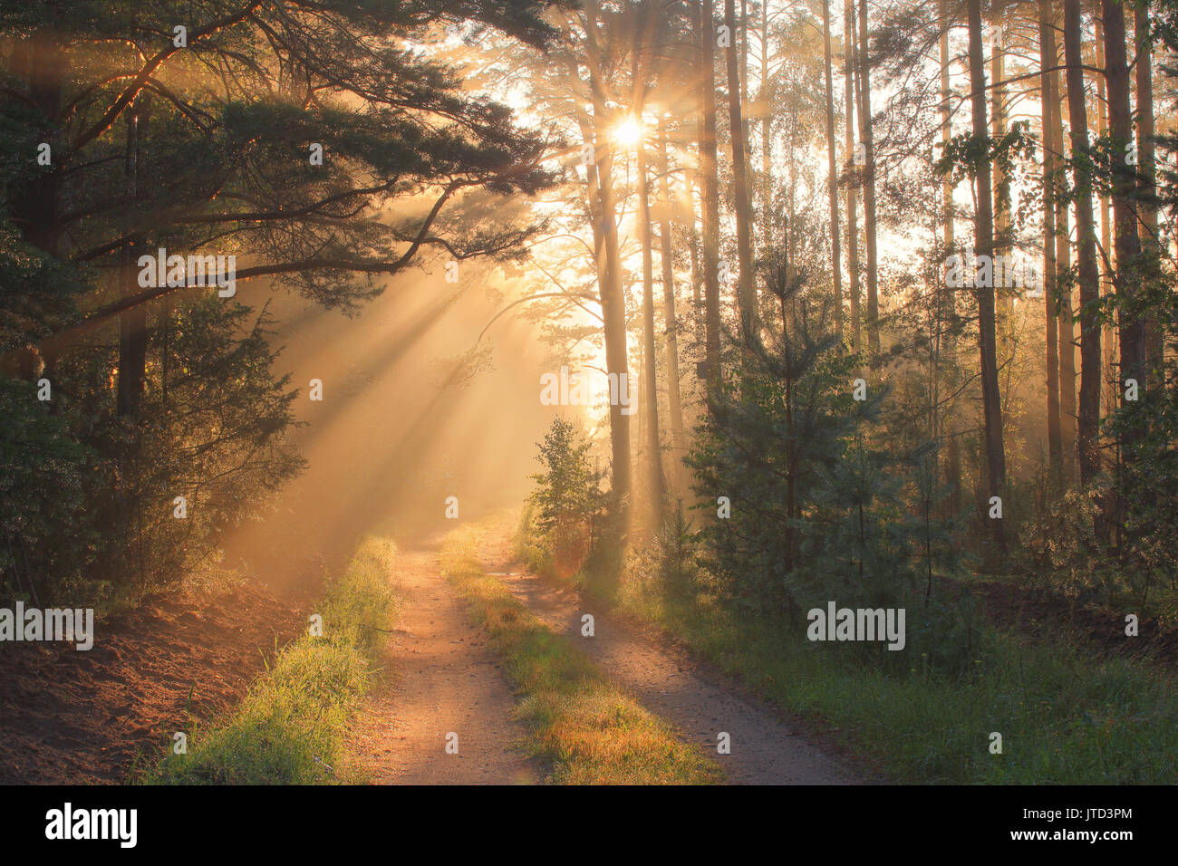 Sonnenstrahlen im Wald. Schöne Herbst Wald im Sonnenlicht. Sonnige Herbst Hintergrund. Stockfoto