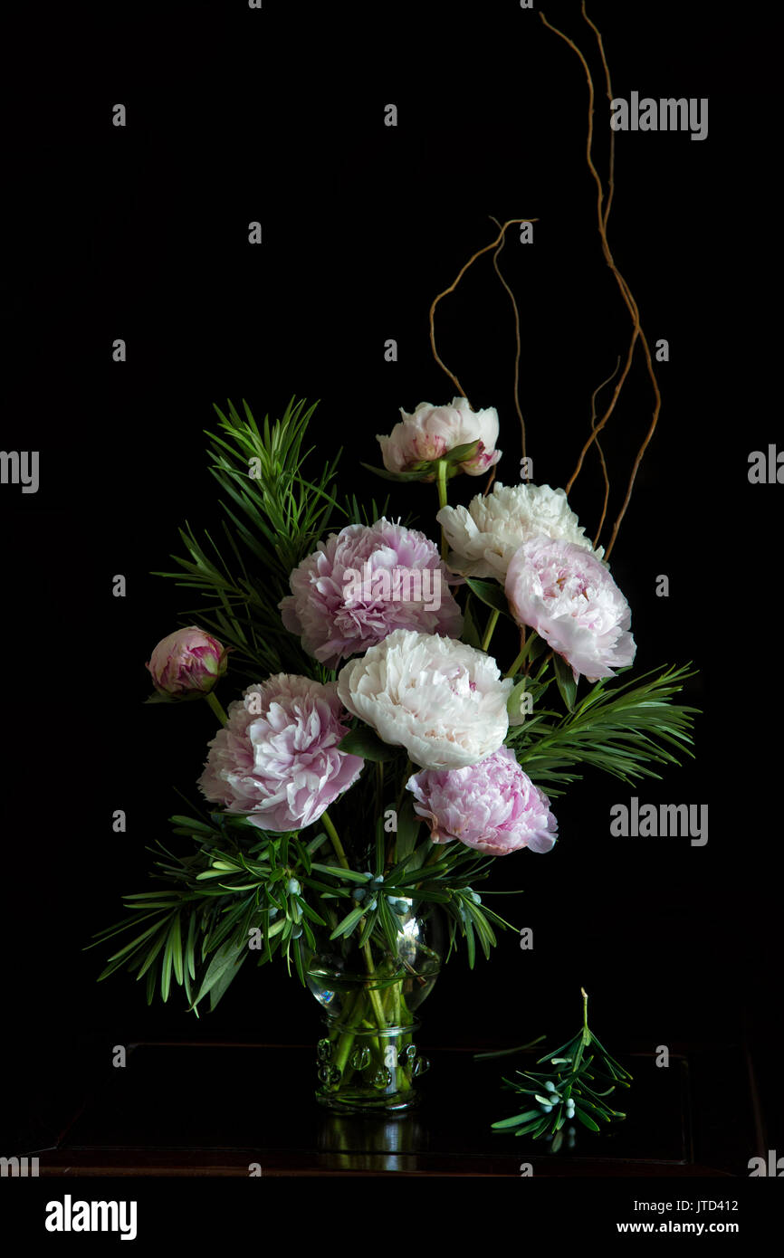 Päonien in einem weichen noch Leben Porträt, die Blumen in voller Blüte in sanften natürlichen Umgebungslicht mit einer dunklen/schwarzen Hintergrund Stockfoto
