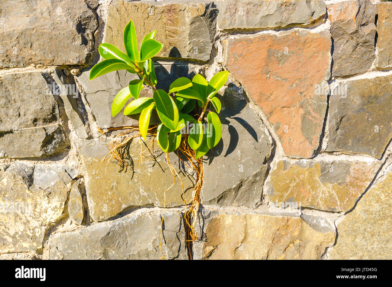 Kleine Feigenbaum wächst auf einer künstlichen Mauer aus Stein Stockfoto