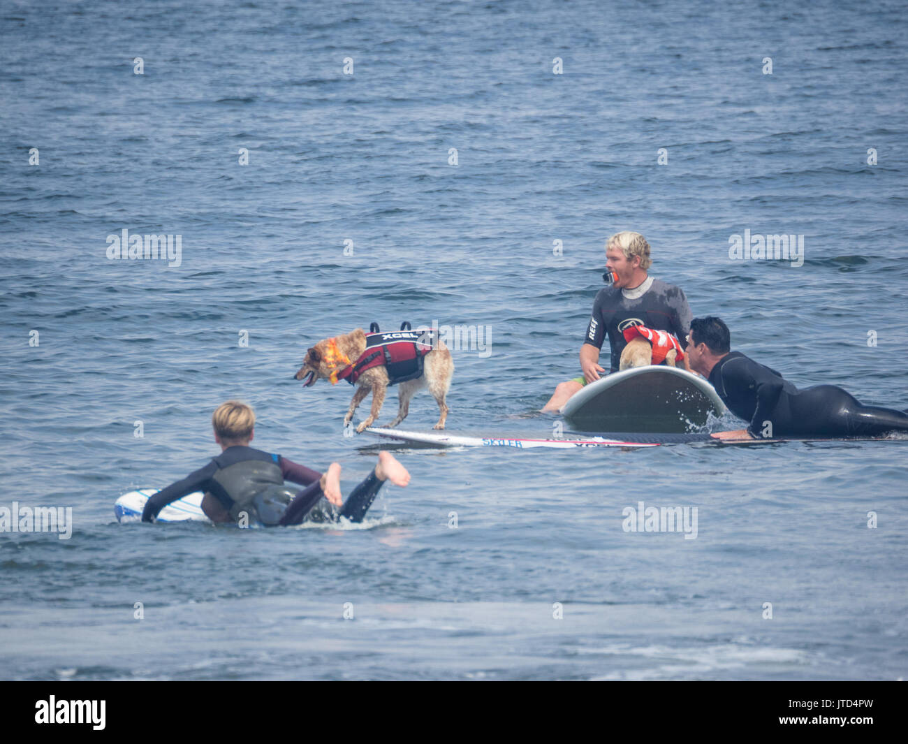 Pacifica, CA/USA - August 5, 2017: Die zweite jährliche World Dog Surfen Meisterschaften brachte die Top Dog Surfer und ihren Menschen. Stockfoto