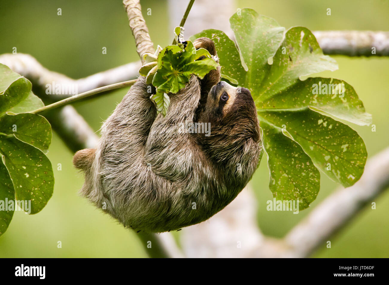 Die Tierwelt Panamas mit einem dreizehigen Faultier, Bradypus variegatus, im 265 Hektar großen Regenwald Metropolitan Park, Panama City, Republik Panama. Stockfoto