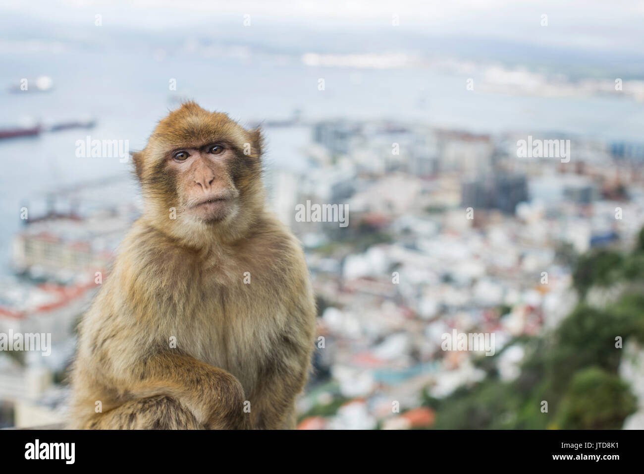 Das Porträt einer jungen Barbary macaque mit der urbanen Stadt Gibraltar und die Werft in den Hintergrund. Stockfoto