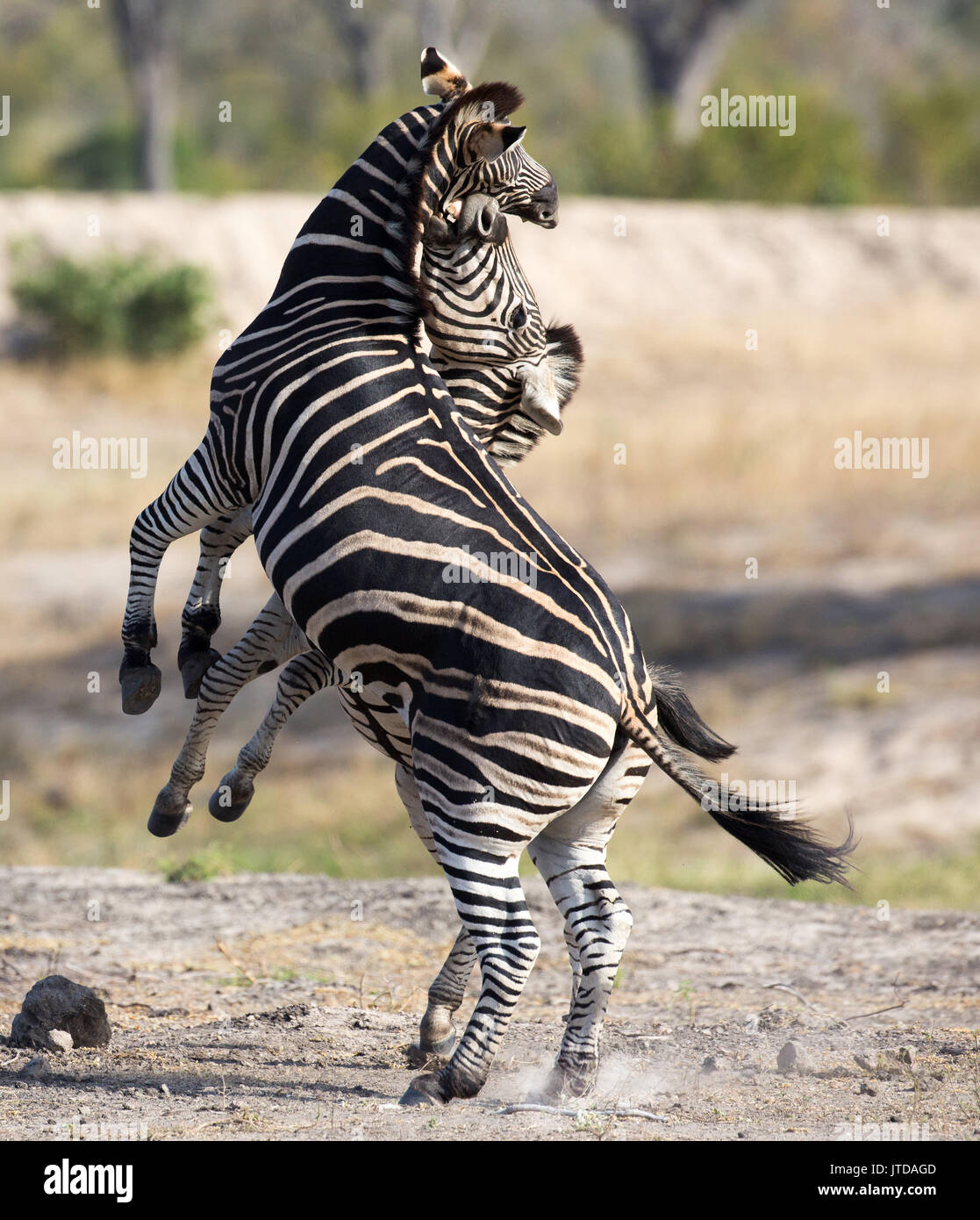 Zwei Burchells Zebra (Equus burchellii) kämpfen Stockfoto