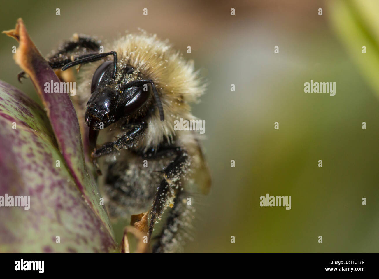 Hummel Arten klettern eine Rose in einem Garten. Makroaufnahme. Stockfoto