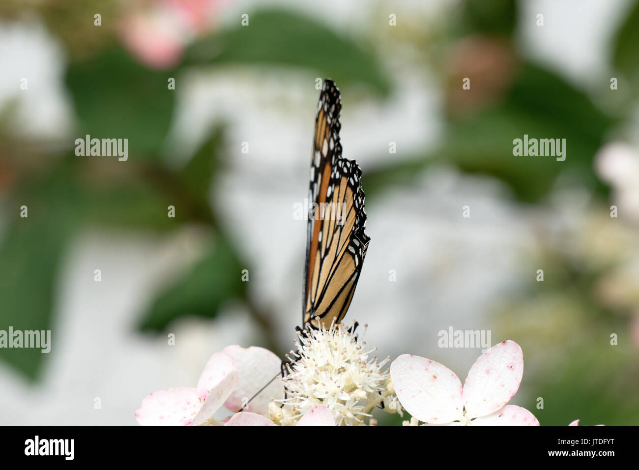 Schöne Monarch-schmetterling thront auf Lacecap Hortensie 419 Stockfoto