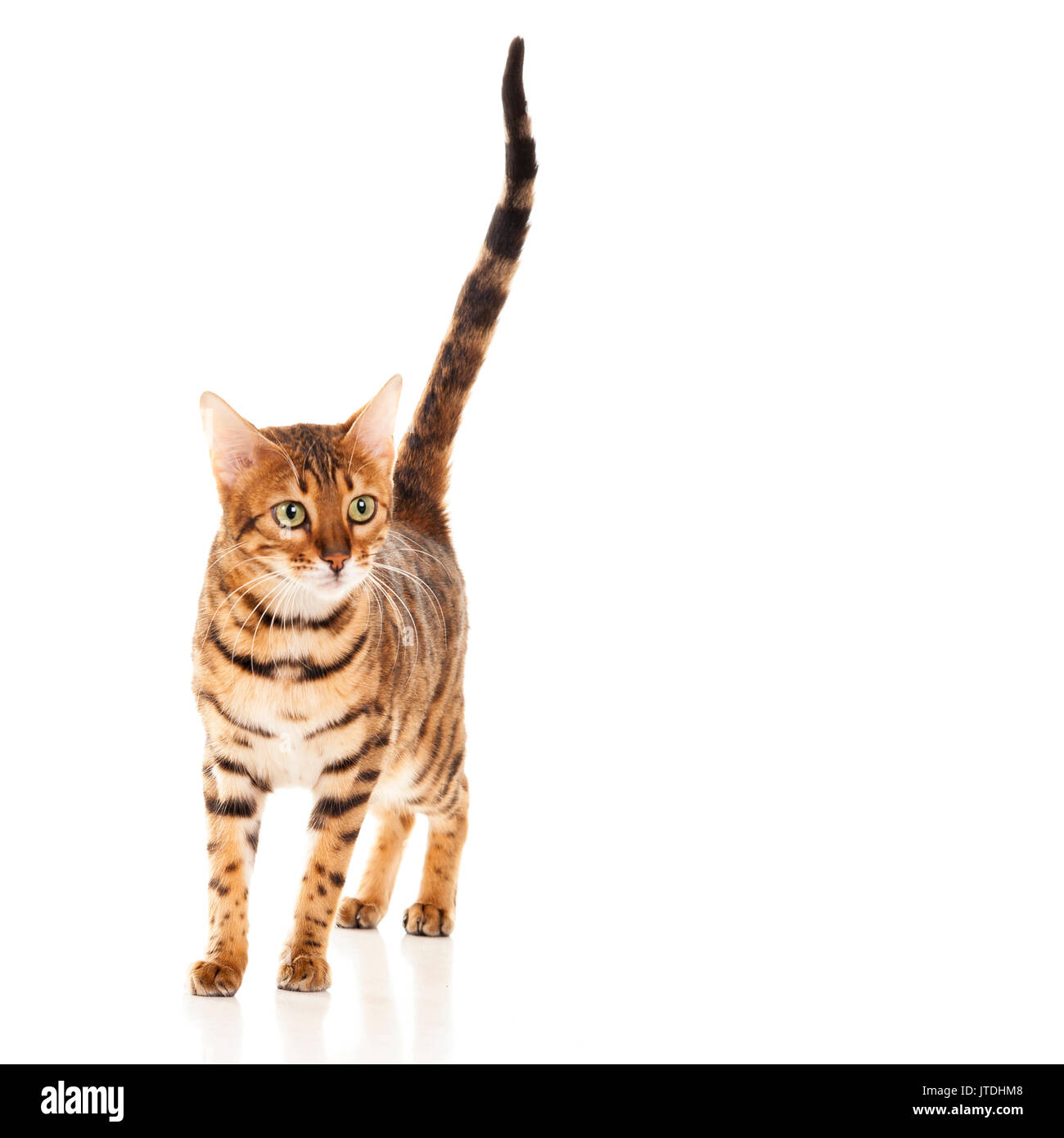 Weibliche Bengal Katze mit Schwanz gerade nach oben auf weißem Hintergrund  isoliert Model Release: Nein Property Release: Nein Stockfotografie - Alamy