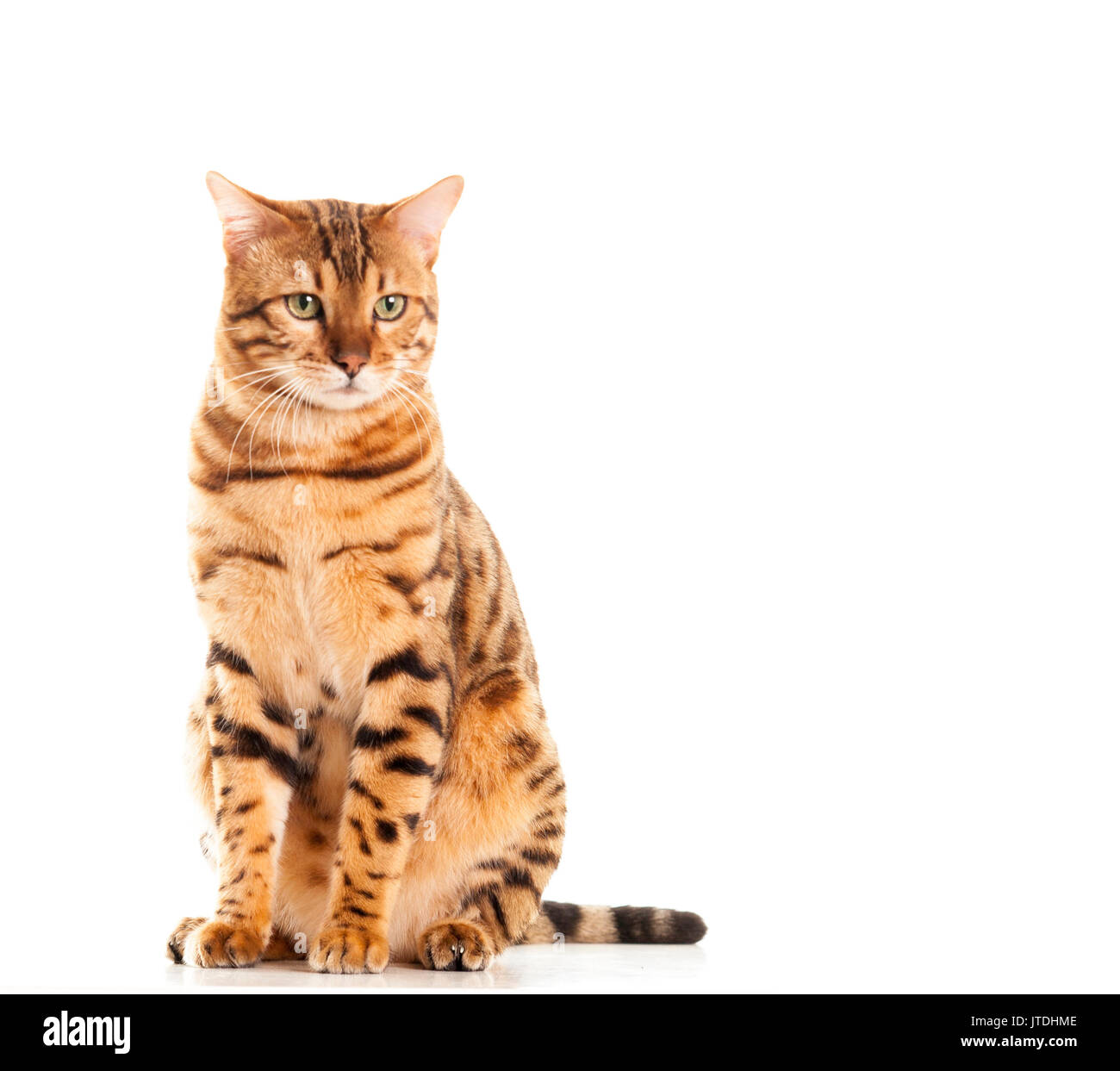 Männlich Bengal Katze sitzend Porträt in die Ferne auf weißem Hintergrund isoliert Model Release: Nein Property Release: Nein. Stockfoto