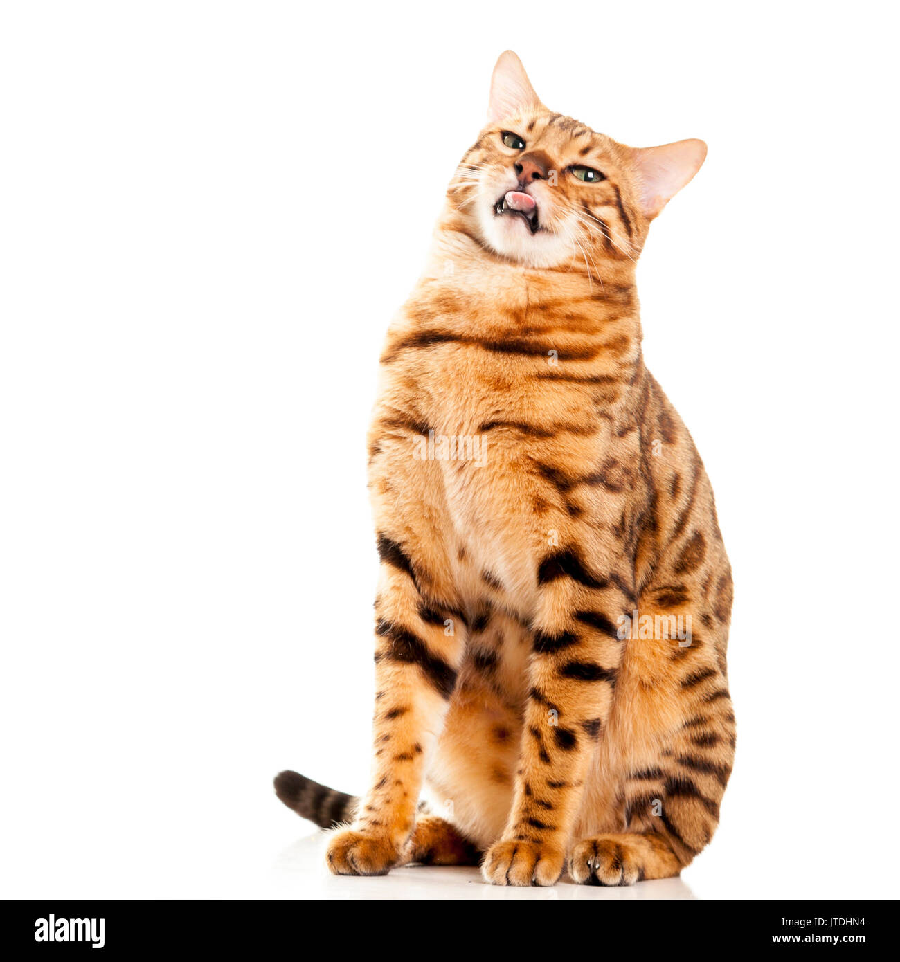 Komisch und lustig, auf der Suche nach Bengal cat heraus haften Zunge Portrait auf weißem Hintergrund isoliert Model Release: Nein Property Release: Nein. Stockfoto
