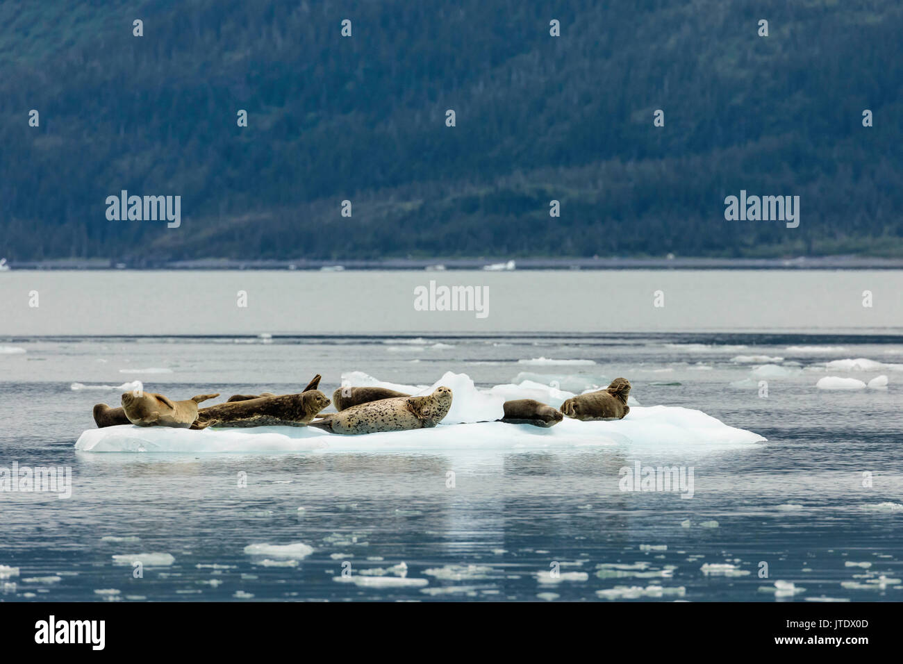 Seehunde (Phoca vitulina) mitgeführt und auf Eisberg in der Überraschung Einlass in Prince William Sound in Southcentral Alaska. Sommer. Am Nachmittag. Stockfoto