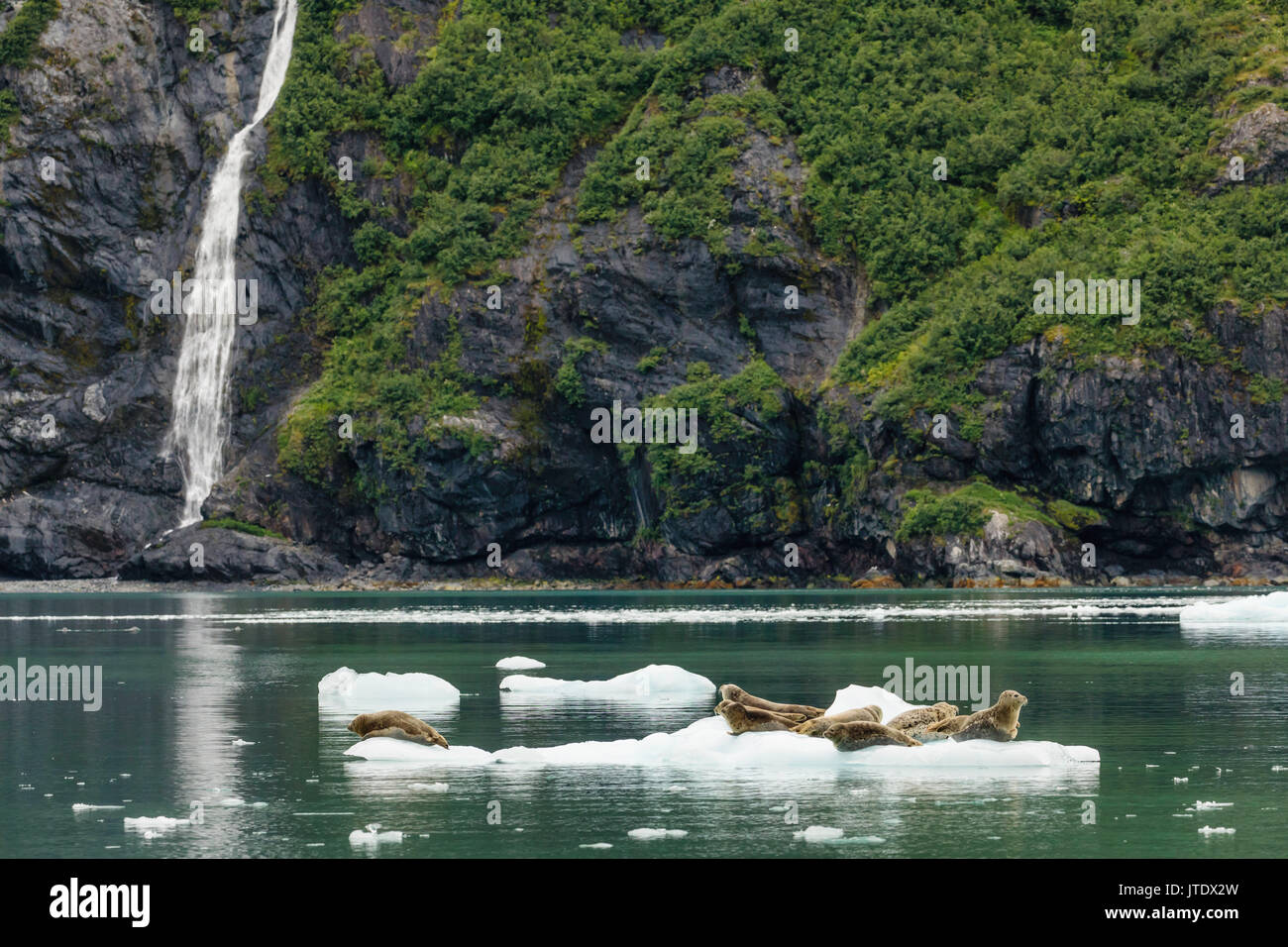 Seehunde (Phoca vitulina) mitgeführt und auf Eisberg in der Überraschung Einlass in Prince William Sound in Southcentral Alaska. Stockfoto