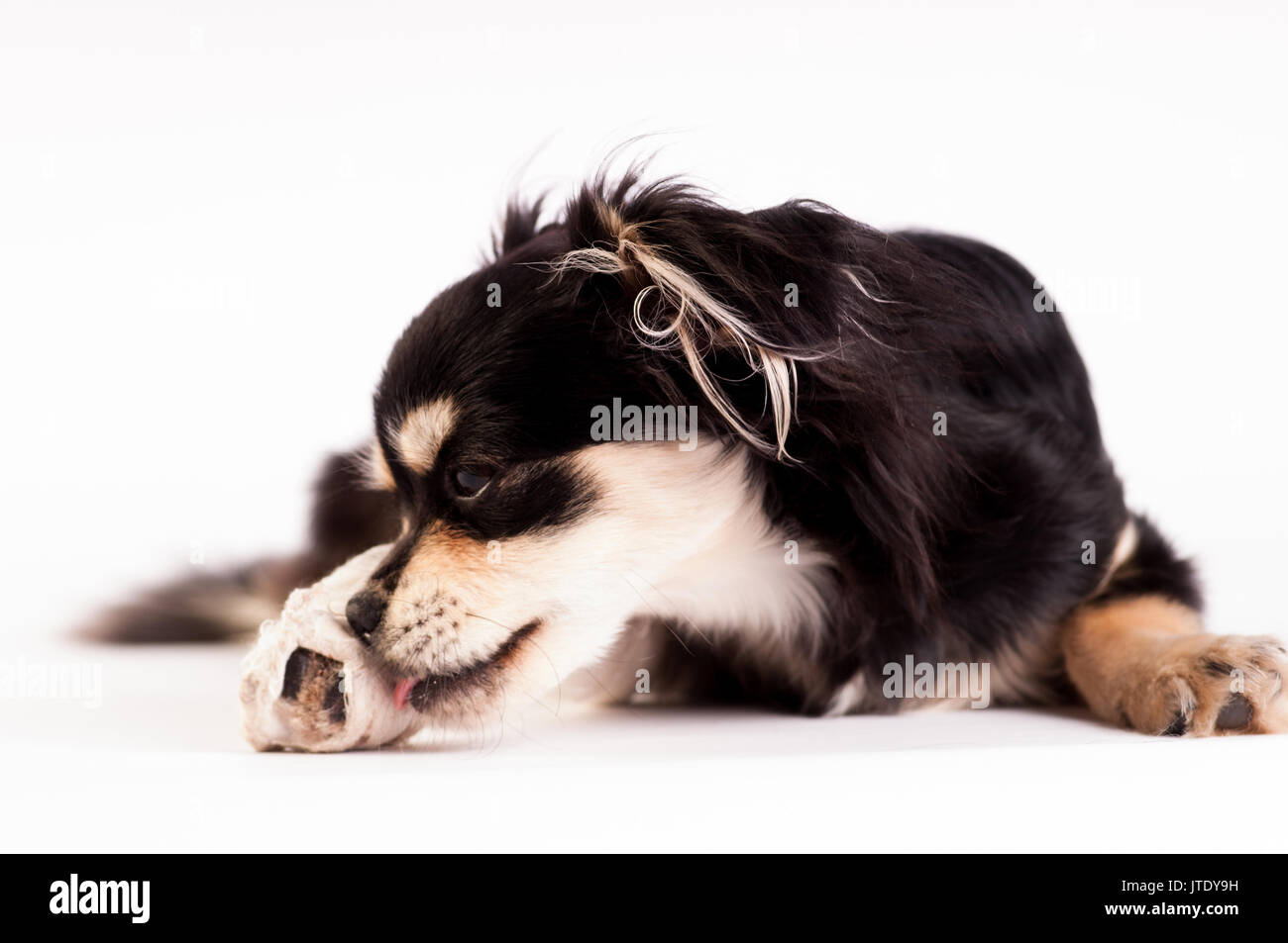 Süße kleine sechs Monat gemischte Rasse Hund auf weißem Hintergrund im Studio Stockfoto