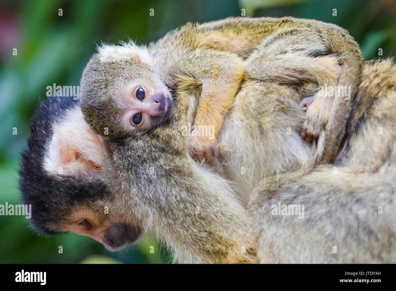 6 Tag alt bolivianischen Black-capped Squirrel monkey baby, stoßen die winzigen Zunge da sie eng an seinen Rücken klammert sich Stockfoto