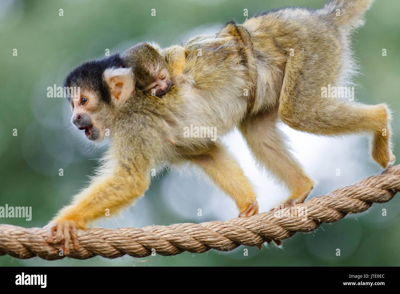6 Tag alt bolivianischen Black-capped Squirrel monkey baby klammert sich fest an der Mütter zurück, seine winzigen Schwanz runden Ihr mittlerer Verpackung Stockfoto