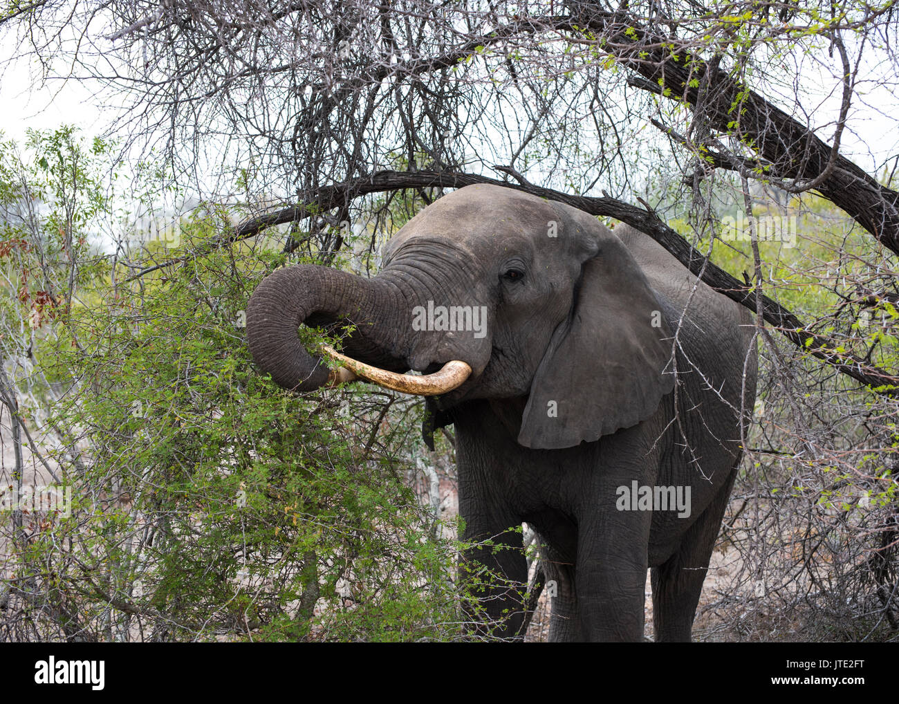 Wilde Elefanten essen in Südafrika Stockfoto