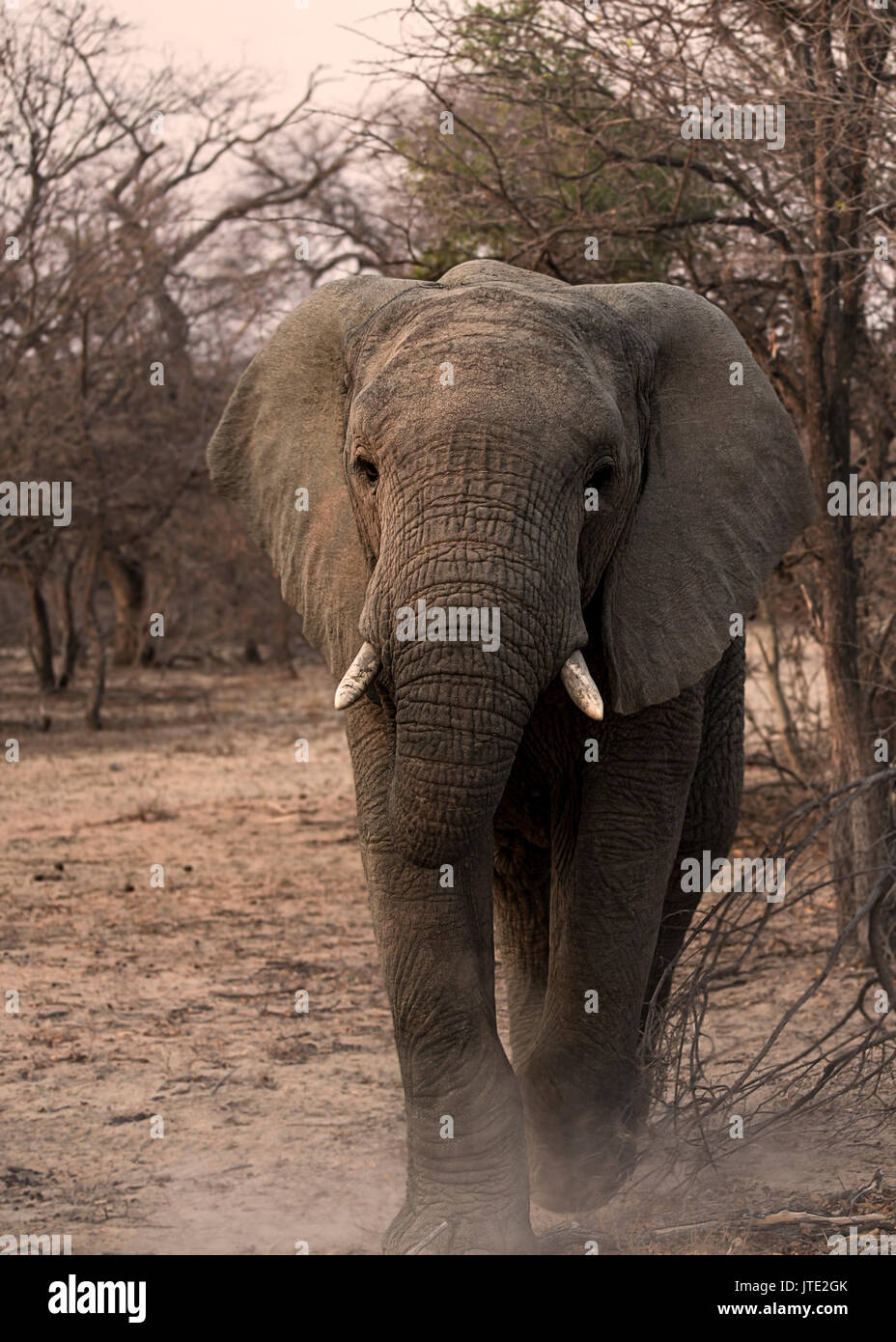 Wilde Elefanten zu Fuß in Richtung des Betrachters Stockfoto