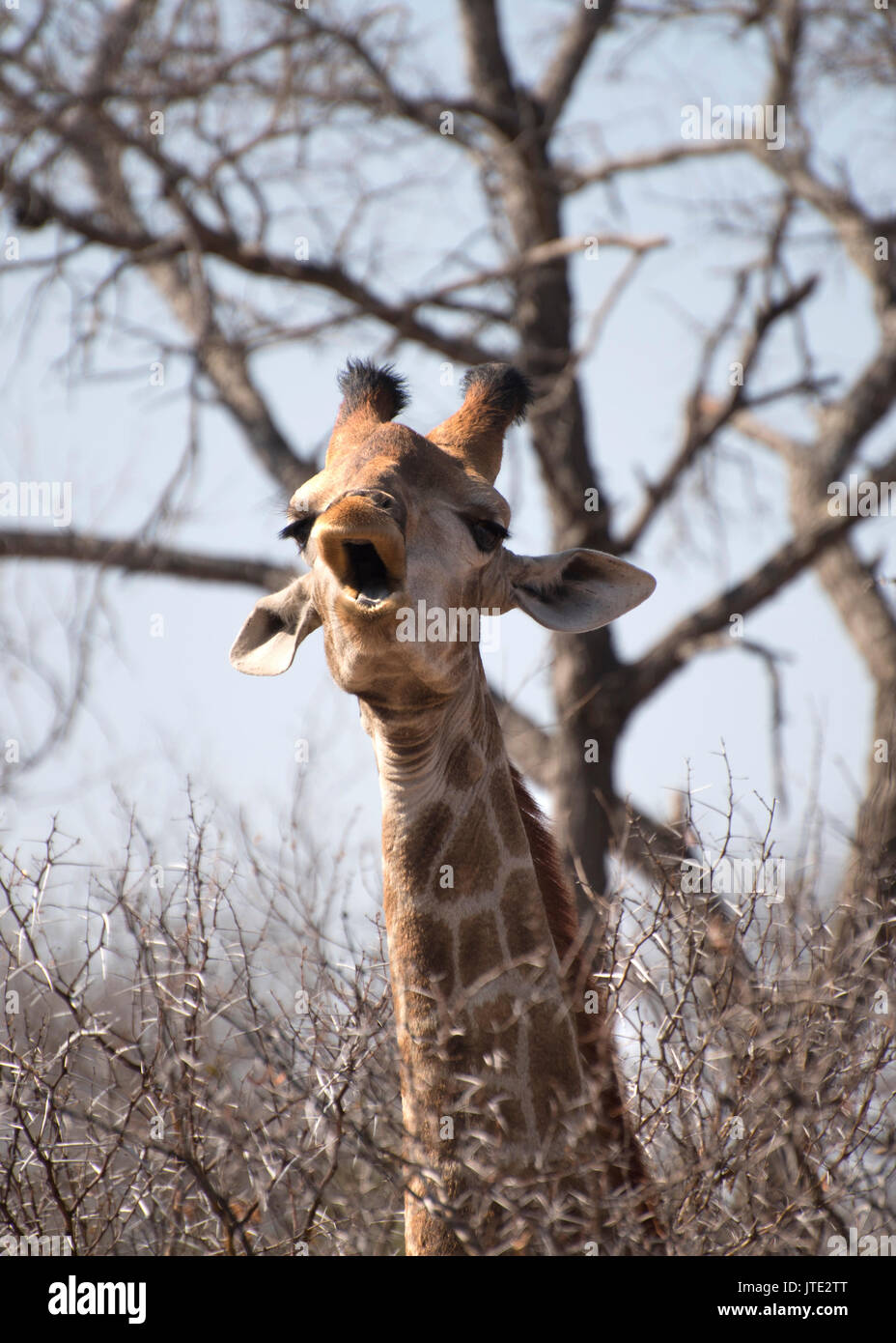 Giraffe ziehen ein Gesicht für die Kamera! Stockfoto