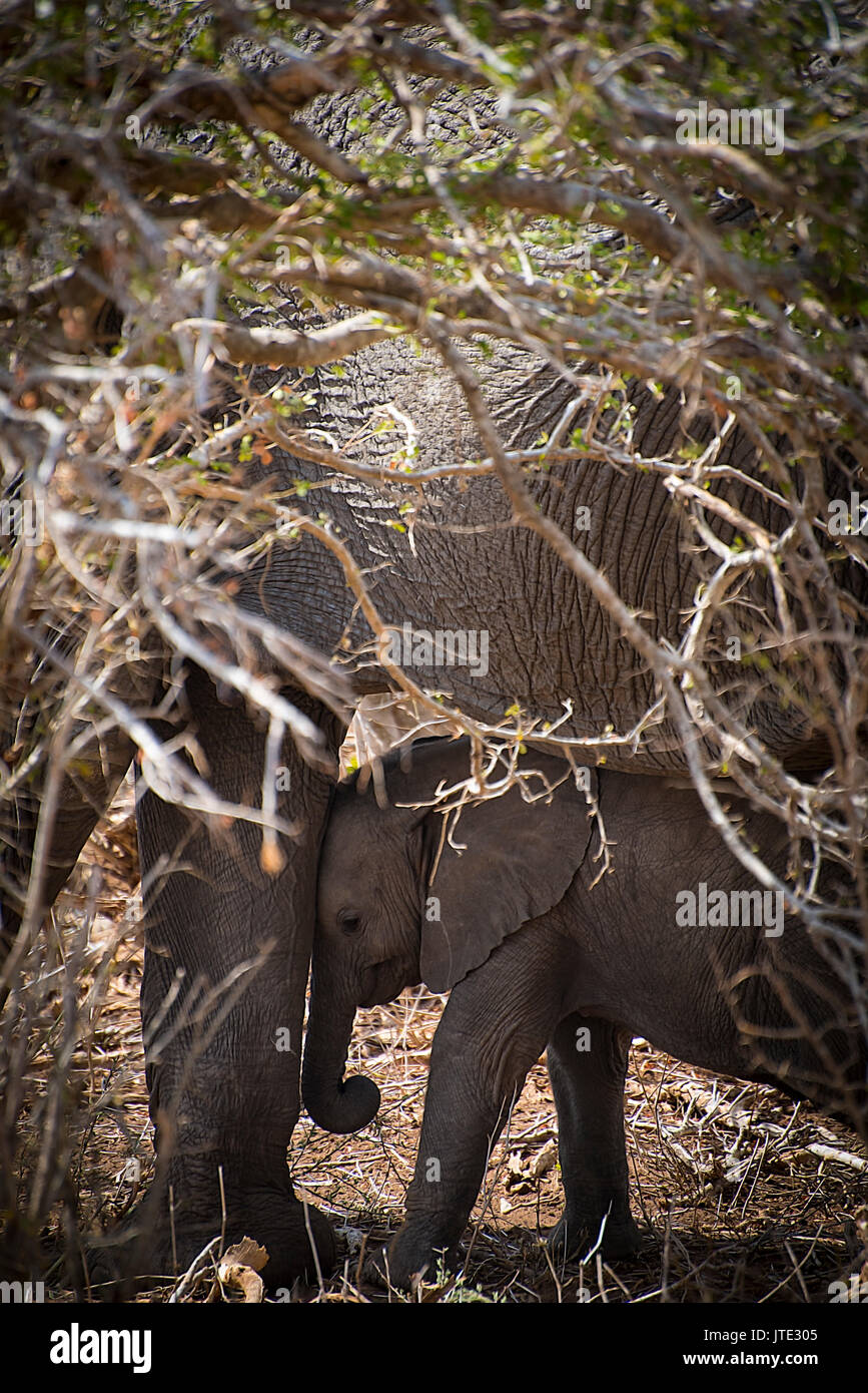 Die Liebe einer Mutter - Baby Elephant Unterstände unter Adult Stockfoto
