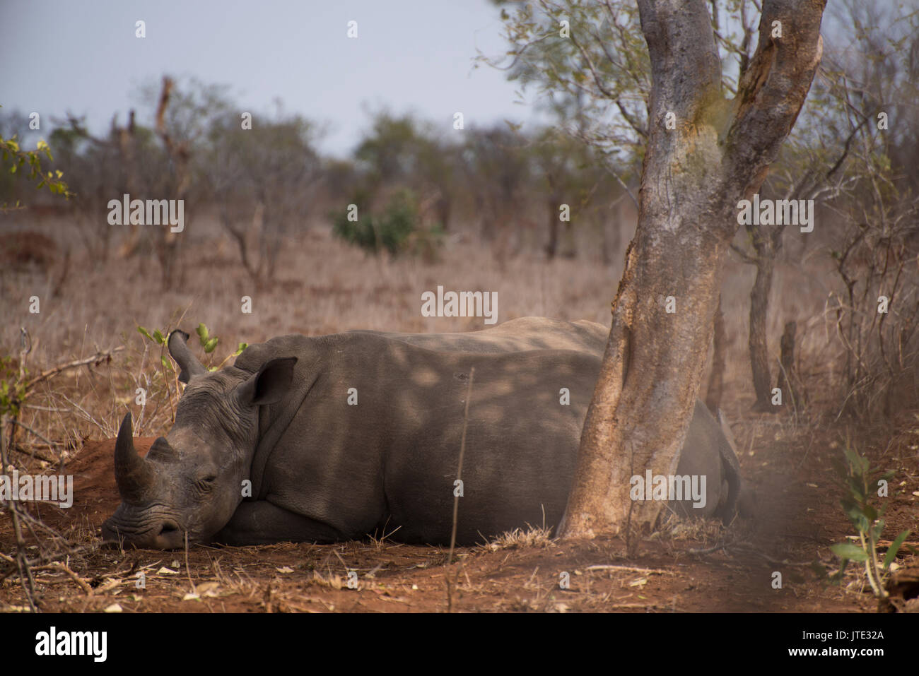 Nashorn im Süden afrikanische Steppe ruhen Stockfoto