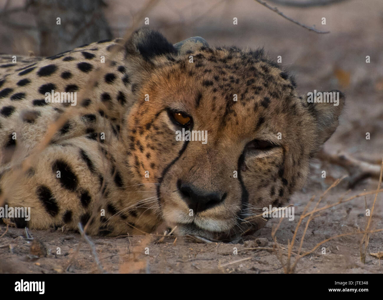 Cheetah Aufwachen aus einem Nickerchen Stockfoto