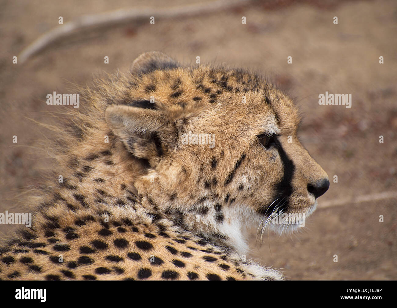 Profil von jungen Geparden in der Wildnis Stockfoto