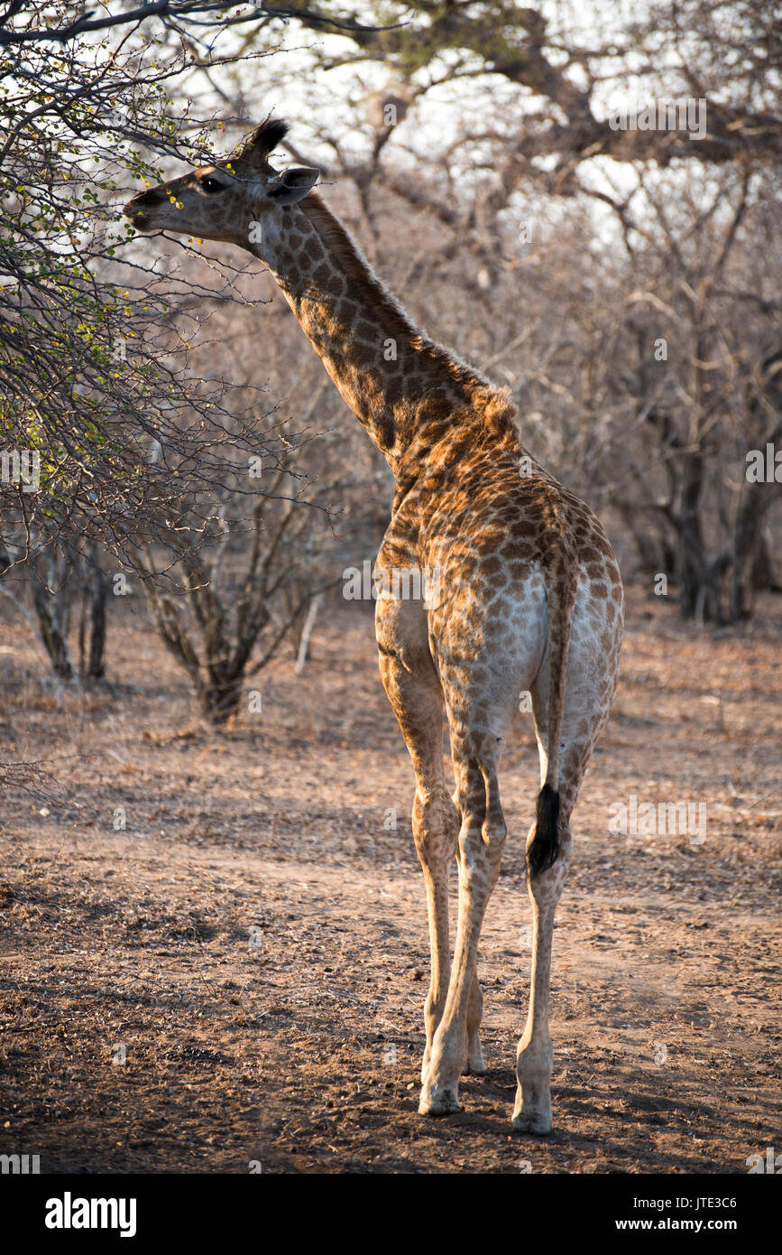 Junge giraffe erreichen für Blätter an einem Baum Stockfoto