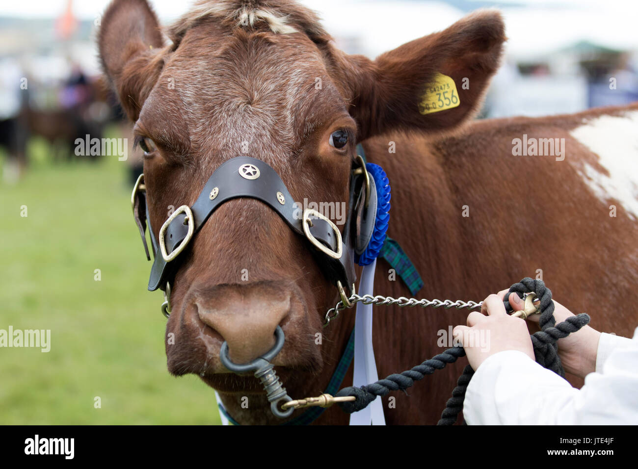 Keith, Schottland, Großbritannien. 7 Aug, 2017: Meister kreuz Rasse Kuh an der landwirtschaftlichen Ausstellung in Keith, Schottland Stockfoto