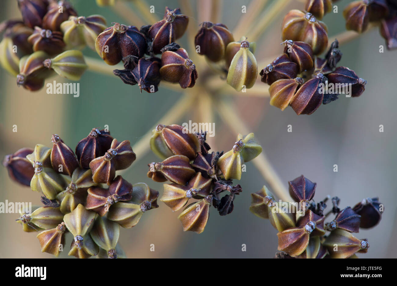 Alexanders Samen Kopf Stockfoto