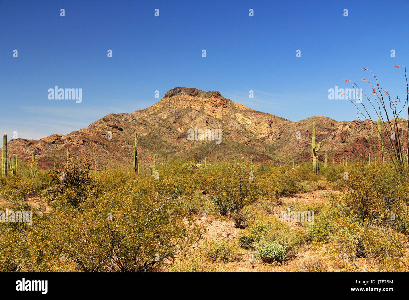 Blue Sky copy Raum in der Nähe Tillotson Peak im Organ Pipe Cactus National Monument in Ajo, Arizona, USA, darunter ein großes Sortiment von Wüstenpflanzen, whi Stockfoto